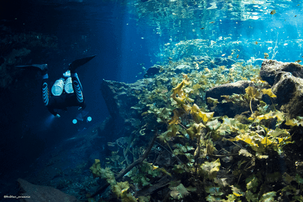 Cenote tauchen Cenote tauchen
