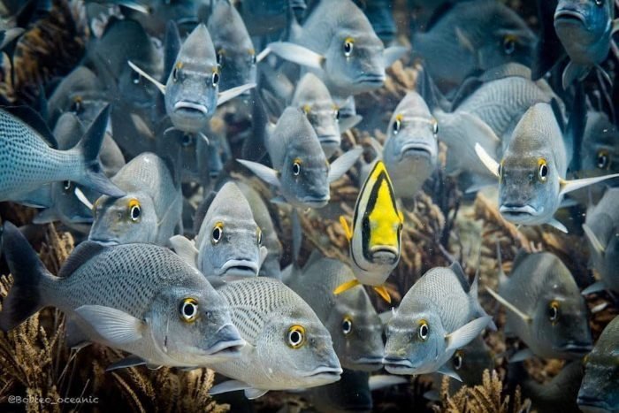 DeepDiveMexico