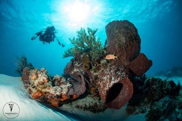 Tauchen auf Cozumel, Freiwasser Tauchen