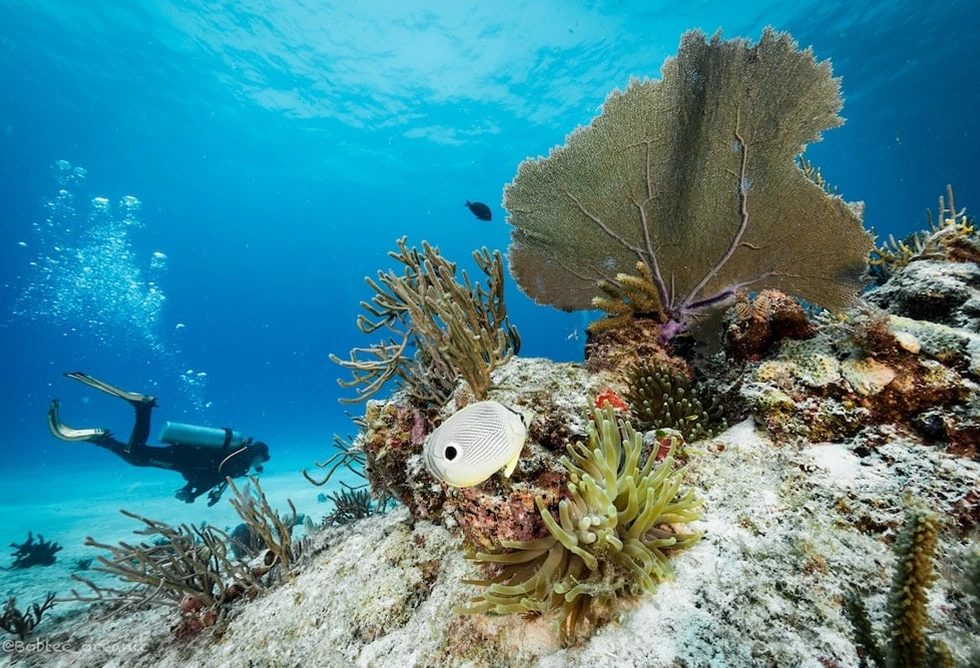 Tauchen in Playa Del Carmen