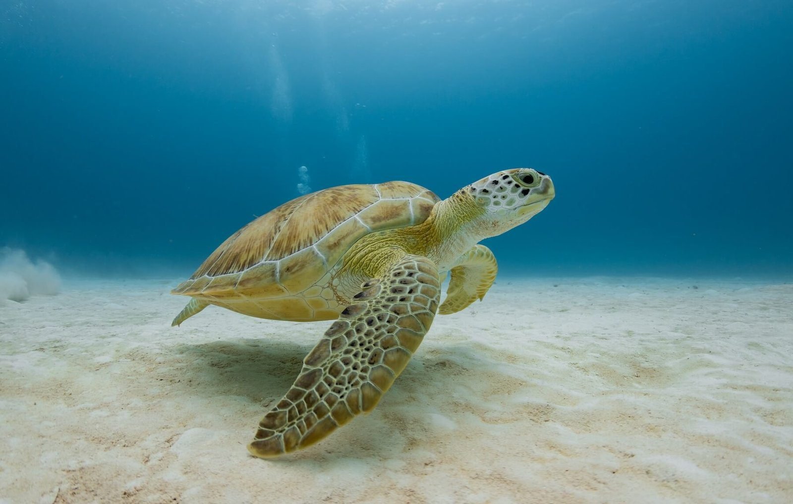 Tortugas Riff