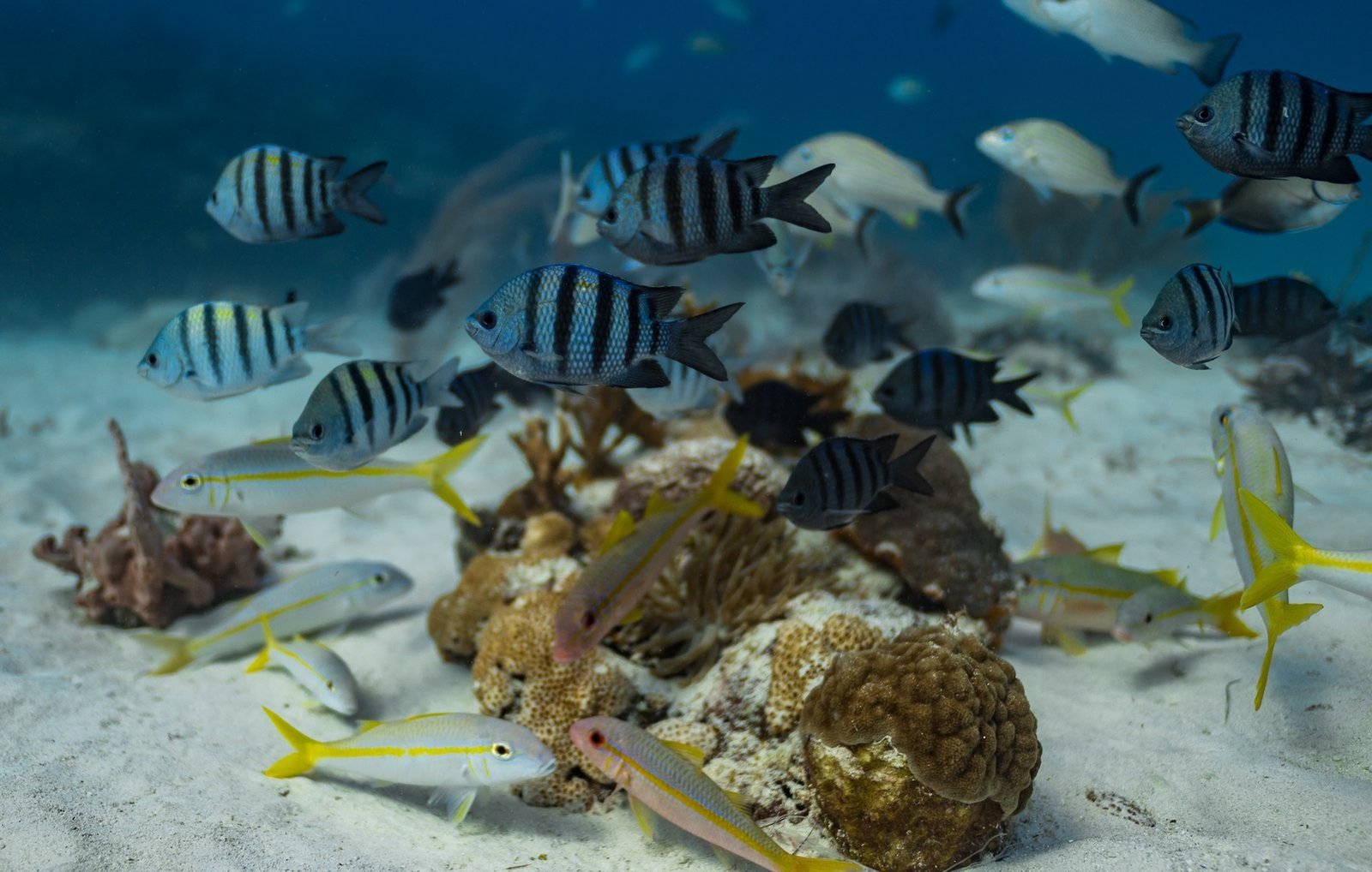 Tauchen in Playa Del Carmen