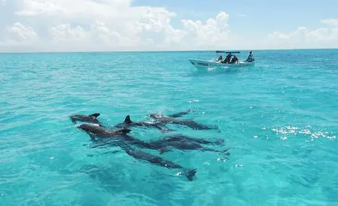 DeepDiveMexico