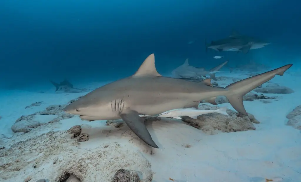 Plongée avec requins-bouledogues, plongée en pleine mer