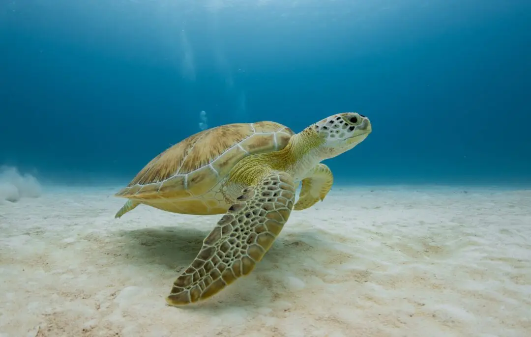 Sea turtle while diving in Playa del Carmen