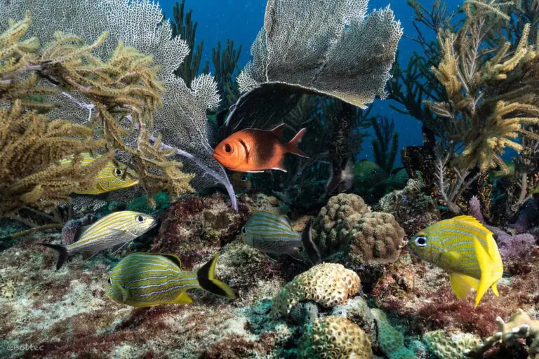 Punto de buceo MocChe Tief Playa del Carmen