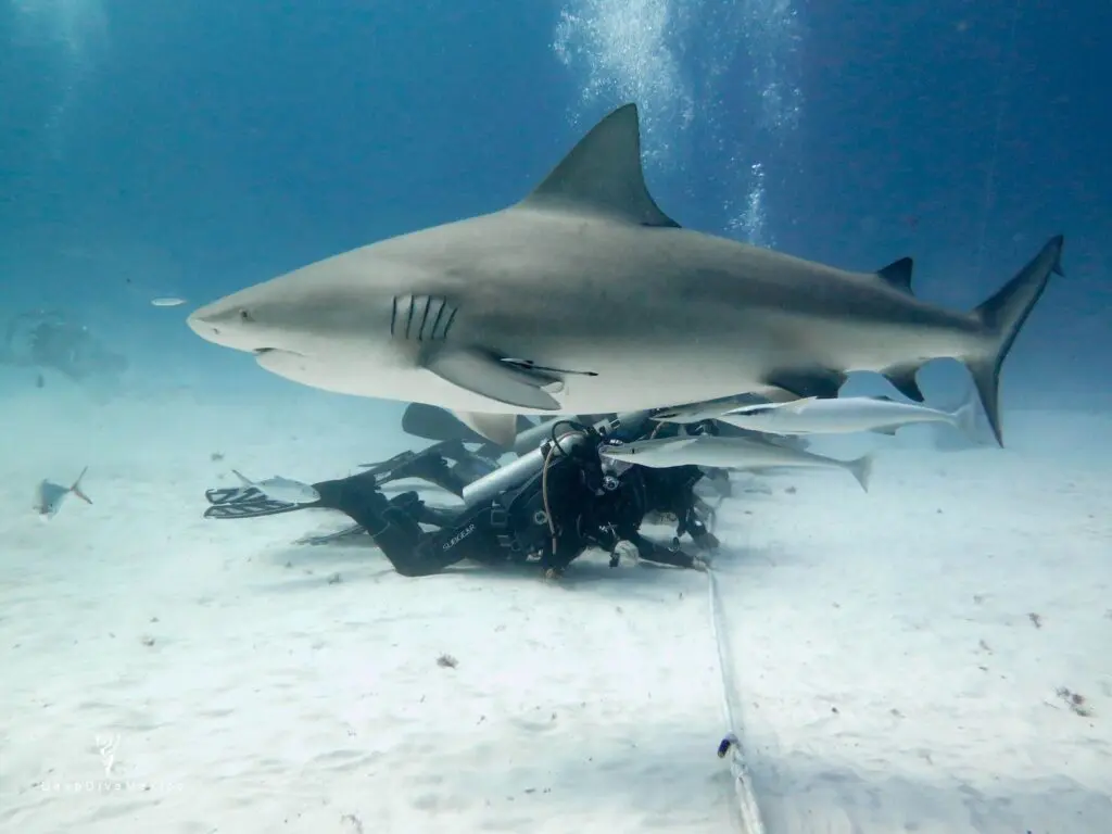 Gros plan requin-bouledogue Playa del Carmen