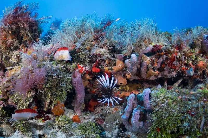 Plongée profonde au récif Pared Verde à Playa del Carmen
