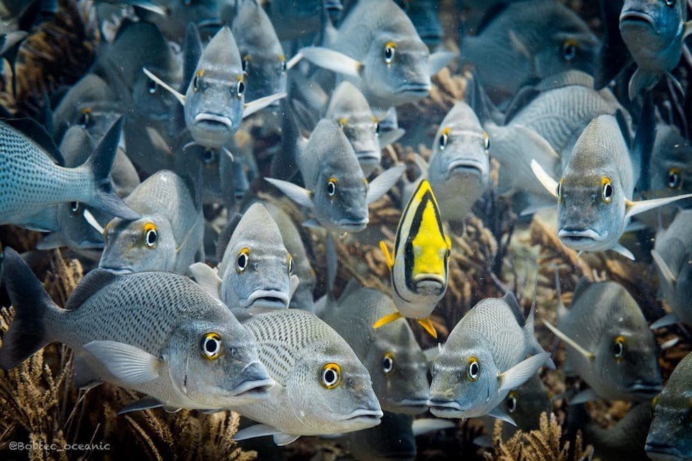 DeepDiveMexico