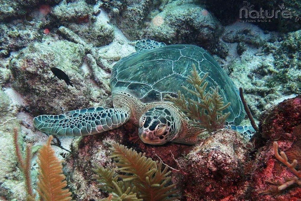 Schildkröten Playa del Carmen Schildkröten Playa del Carmen, DeepDiveMexico