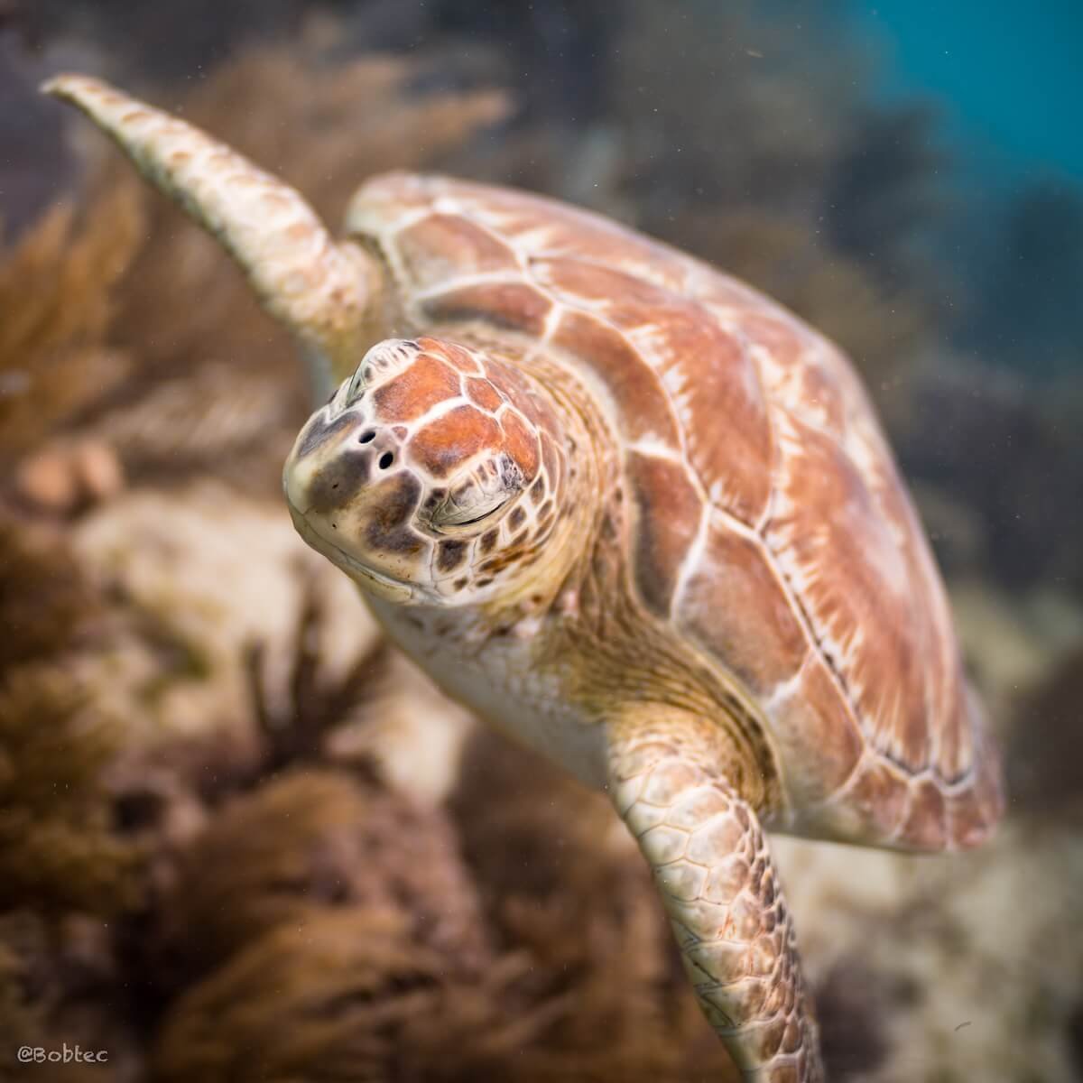 Diving in Cozumel, DeepDiveMexico