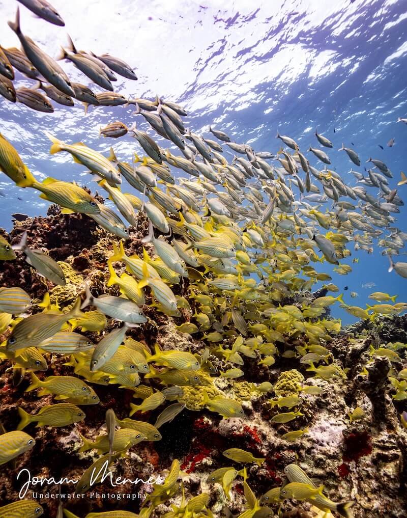 Diving in Cozumel, DeepDiveMexico