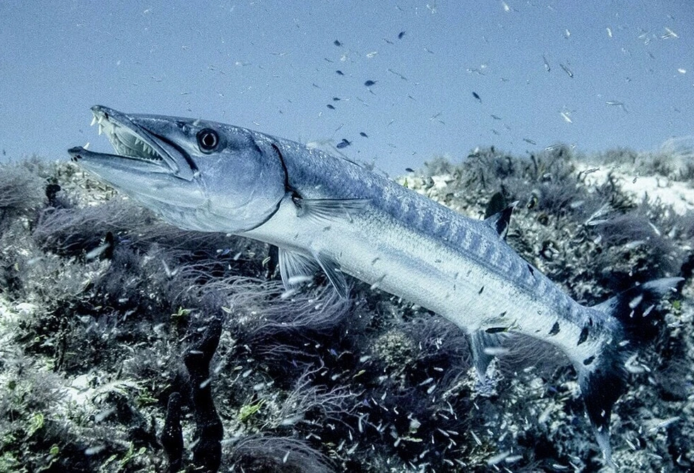 Barracuda Riff