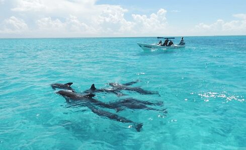 DeepDiveMexico