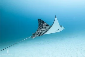 Ocean Diving