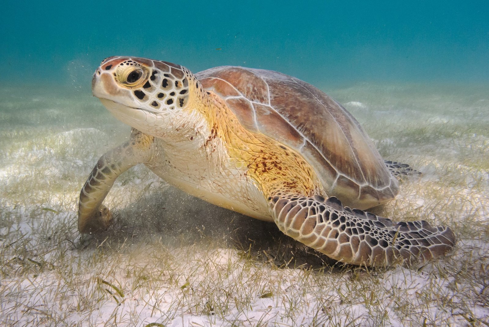 Diving in Playa Del Carmen