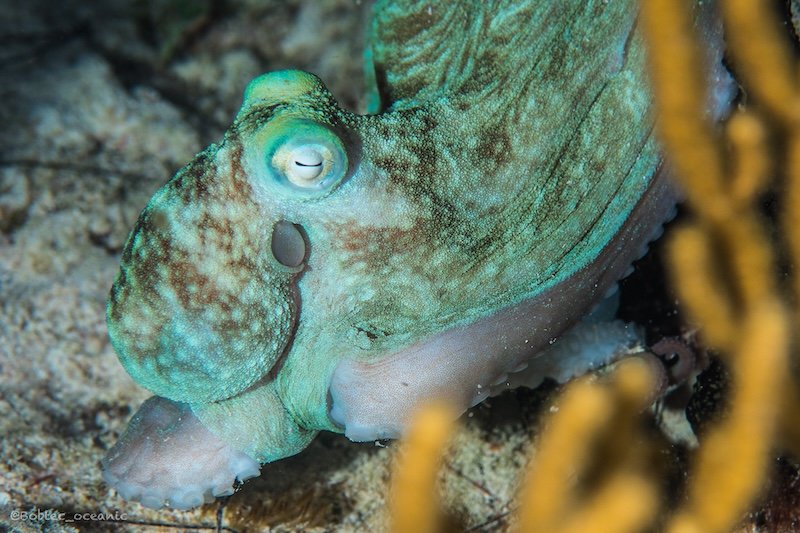 diving Playa del Carmen, Nightdive