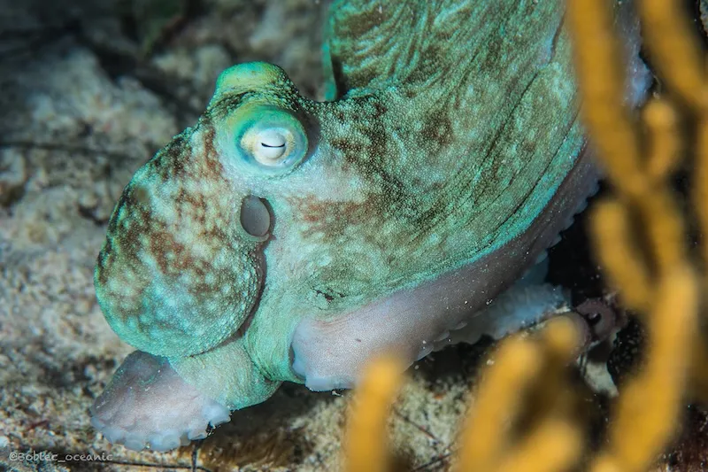 Inmersión nocturna PlayadelCarmen, Night dive