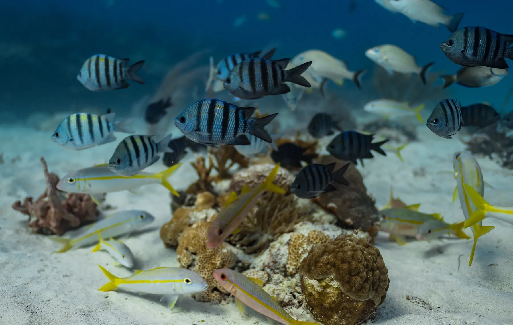 Jardines Reef