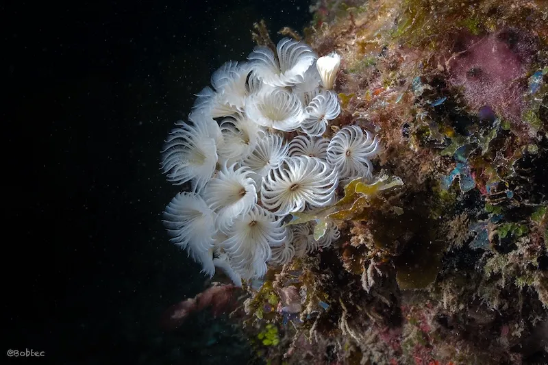 Buceo nocturno en Playa del Carmen, Night dive