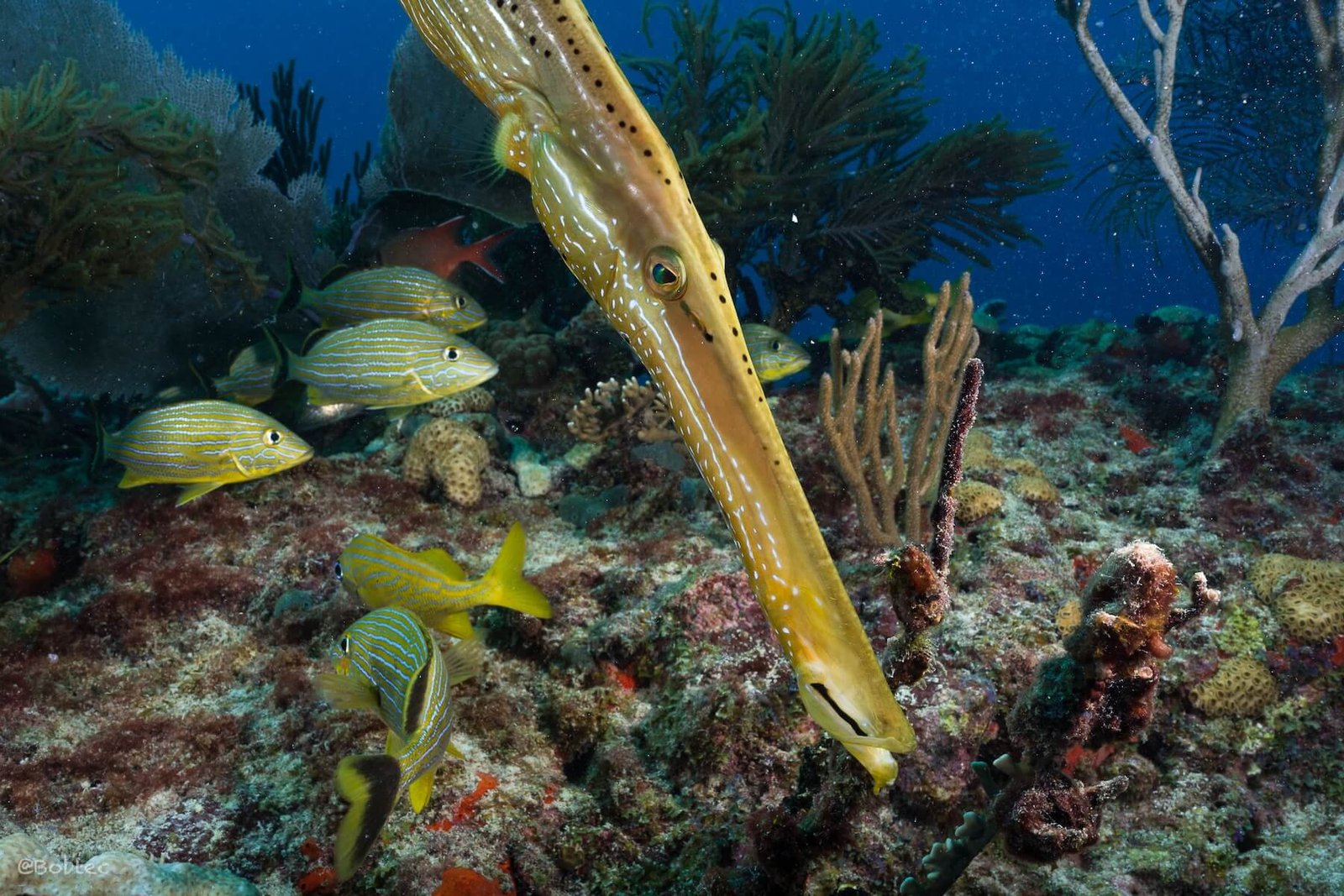 Moc Che Deep Dive Site Playa del Carmen, The Moc Che Reef