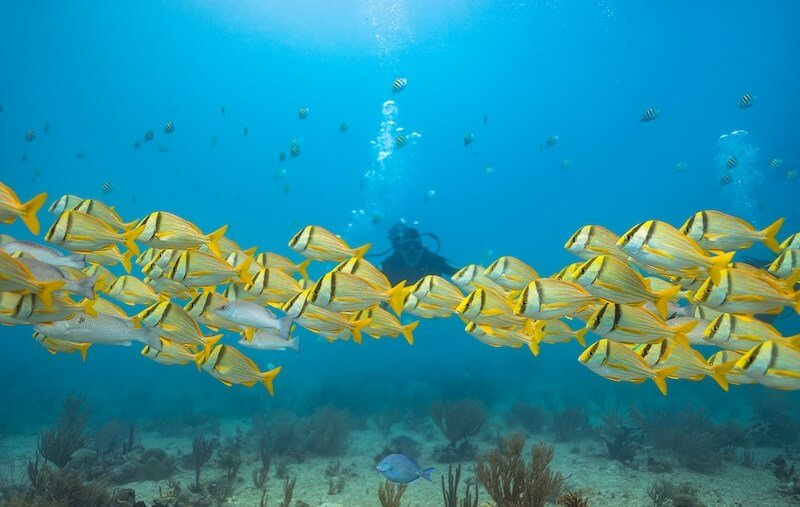 Shallowest Reef