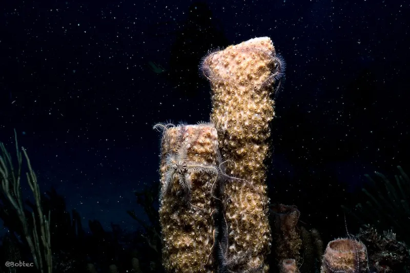 Buceo nocturno en Playa del Carmen, Night dive