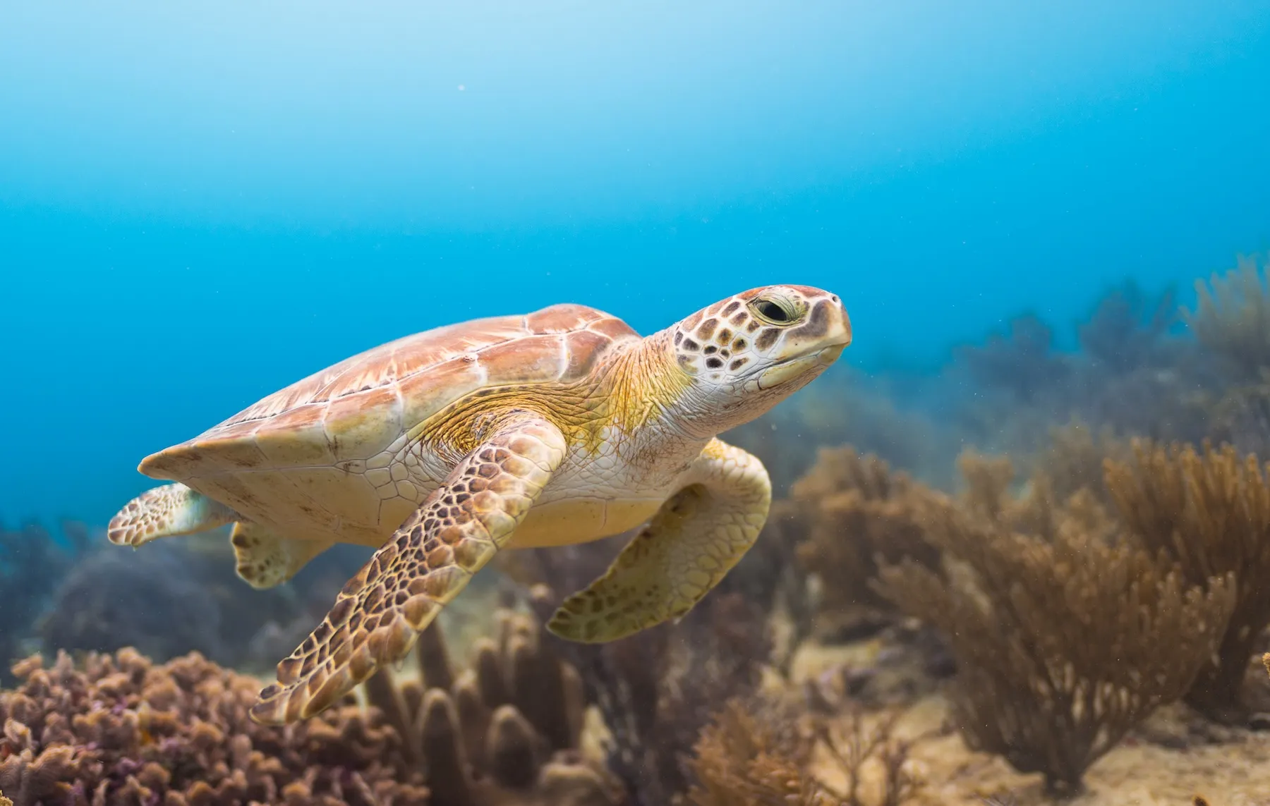 Jardines Reef