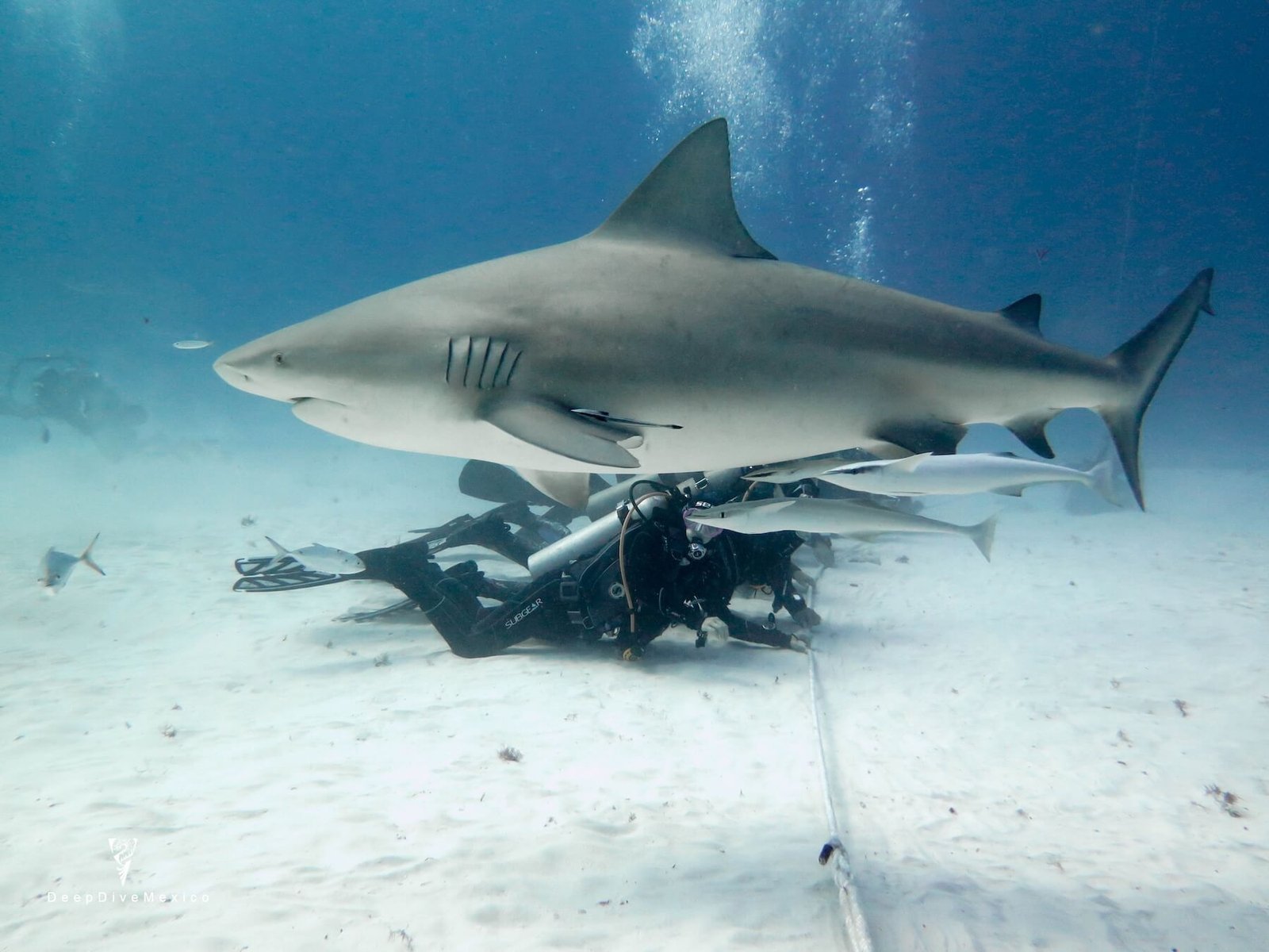 Bull Sharks Playa del Carmen, DeepDiveMexico