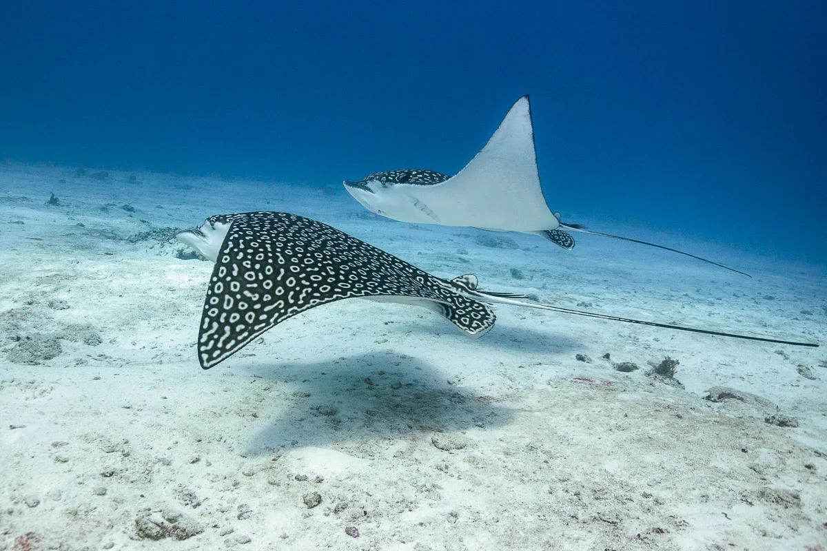 Diving in Cozumel