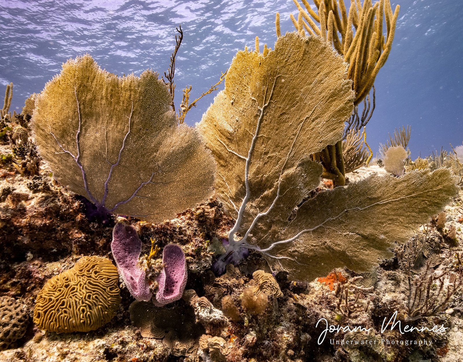 Jardines Riff in Playa del Carmen, Das Riff Moc Che