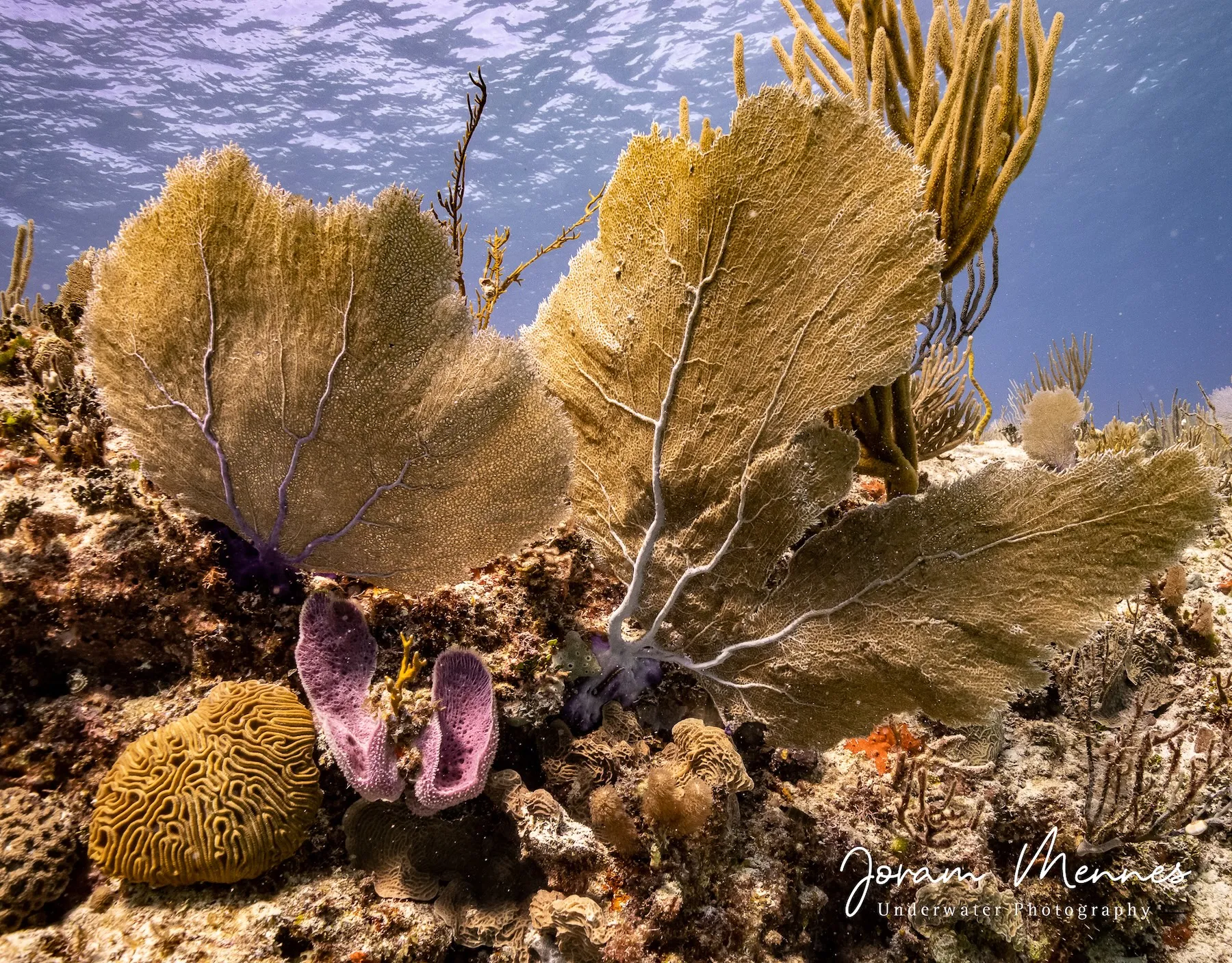 Tauchen in Playa Del Carmen