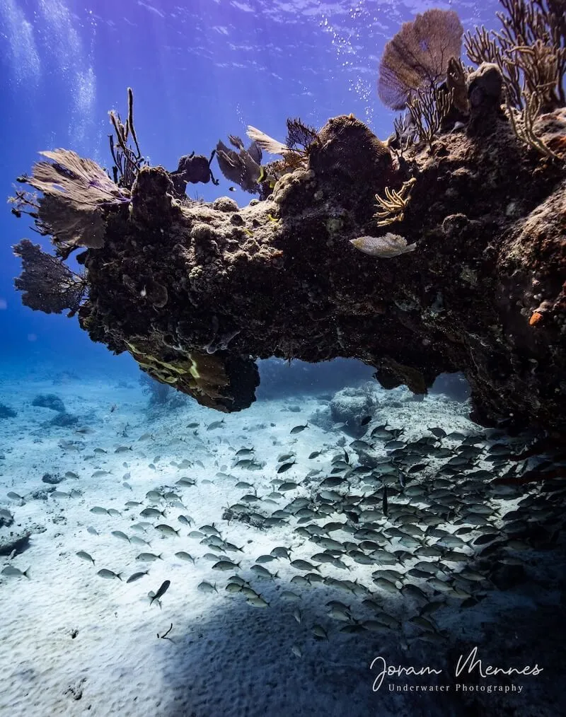 El arrecife Barracuda