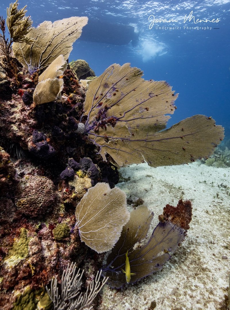 Diving in Playa Del Carmen