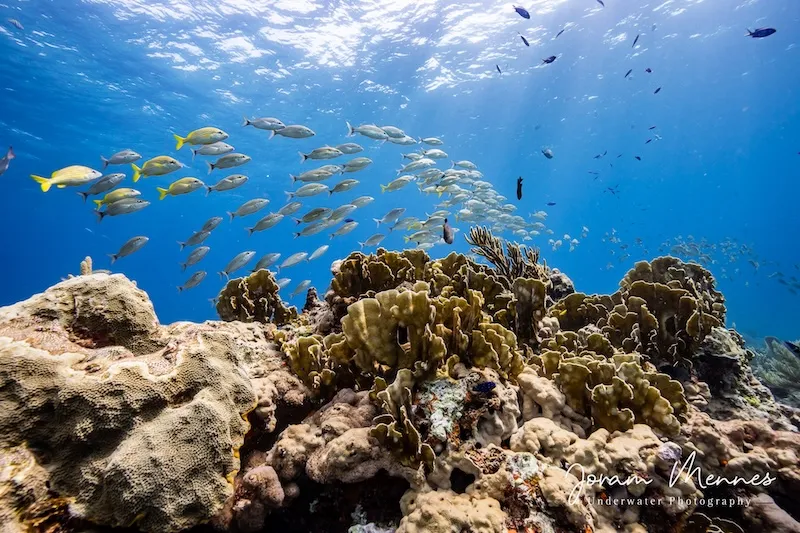 Buceo en Playa del Carmen