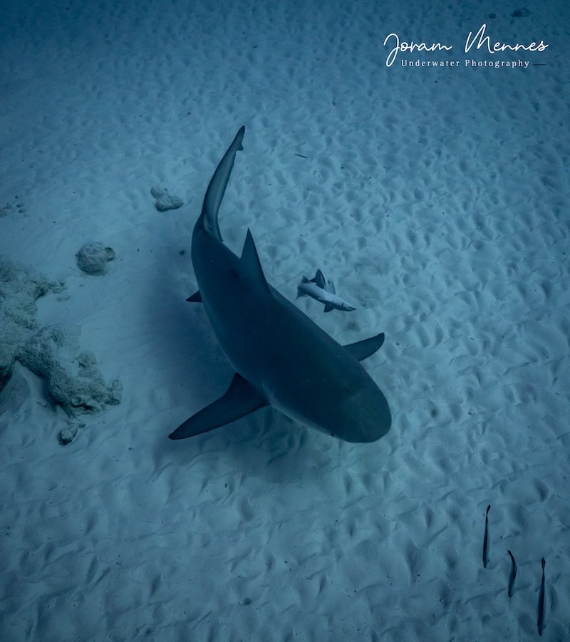 Diving with Bull Sharks in Playa del Carmen