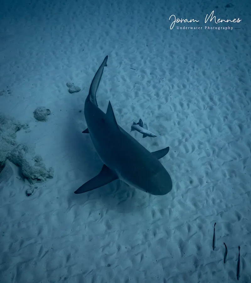 Diving with Bull Sharks in Playa del Carmen