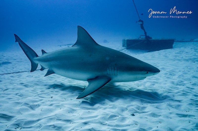 Diving with Bull Sharks in Playa del Carmen