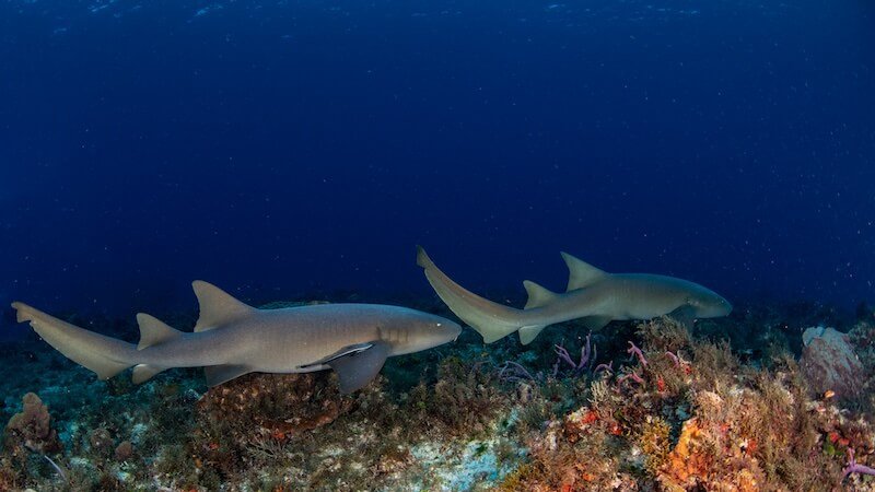 Diving in Cozumel