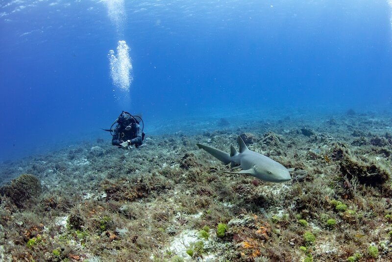 Diving in Cozumel