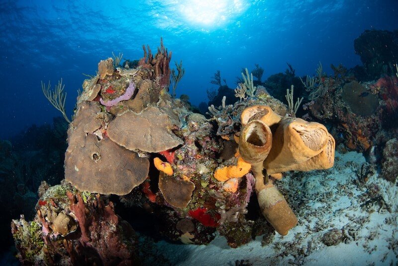 Diving in Cozumel