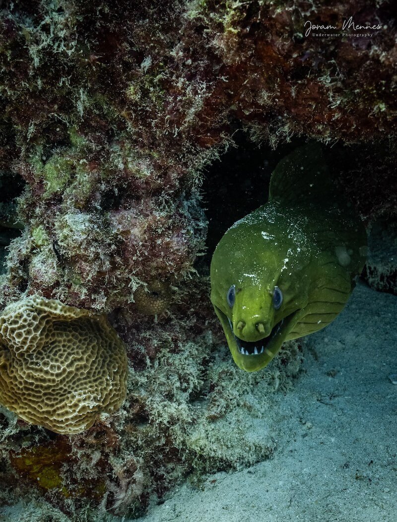 Cueva del Pargo Reef