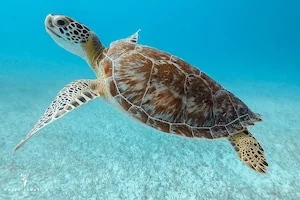 Diving in Playa Del Carmen