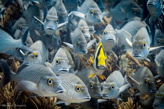 DeepDiveMexico